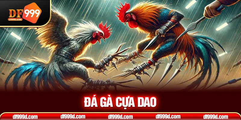 đá gà cựa dao