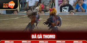 đá gà Thomo