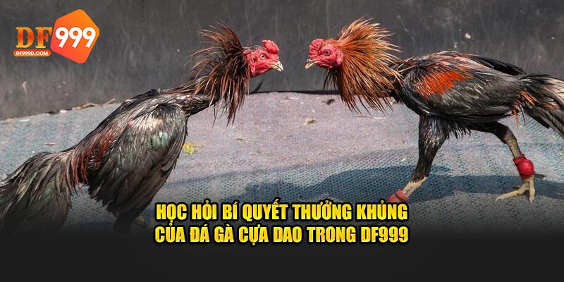 Học hỏi bí quyết thưởng khủng của đá gà cựa dao trong DF999