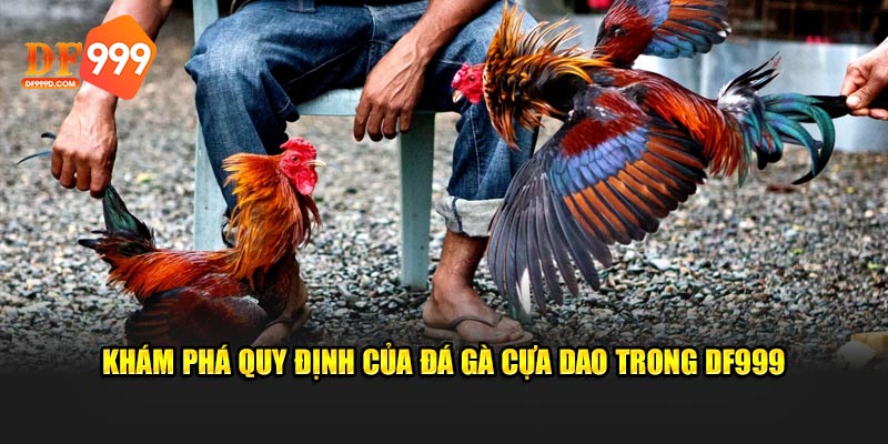 Khám phá quy định của đá gà cựa dao trong DF999