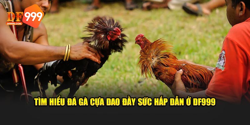 Tìm hiểu đá gà cựa dao đầy sức hấp dẫn ở DF999