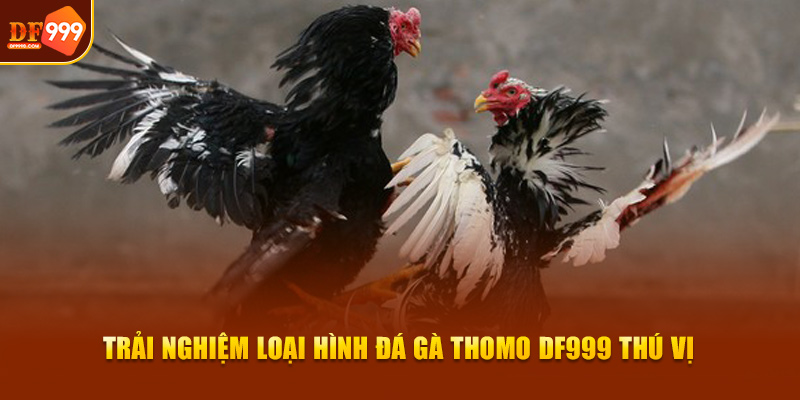 Trải nghiệm loại hình đá gà thomo DF999 thú vị